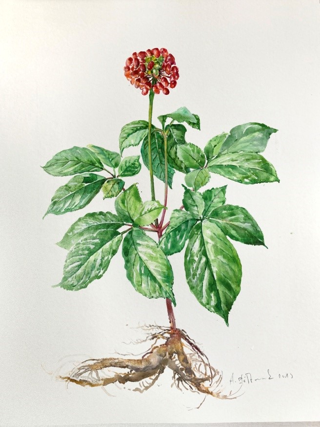 ADAPTOGENY PRAWDY I MITY